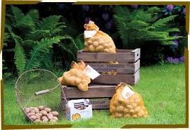 Kartoffeln und Kisten